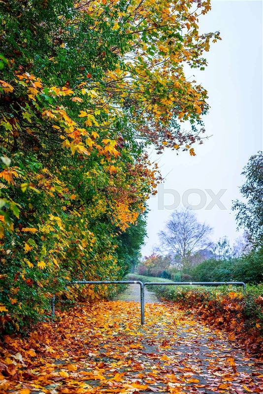 Path in the park with colorful autumn maple, stock photo