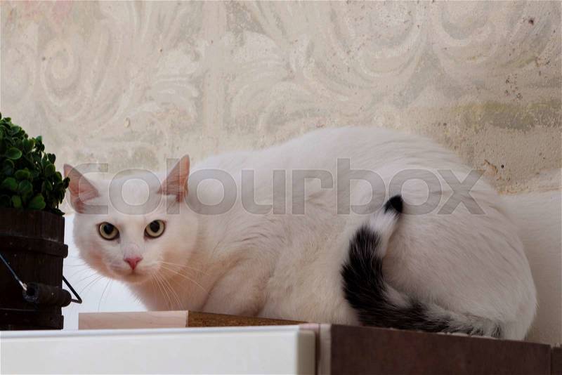 Suspicious and scared white cat at home, stock photo