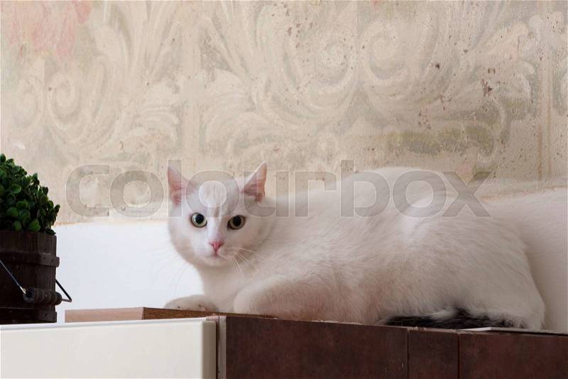 Suspicious and scared white cat at home, stock photo