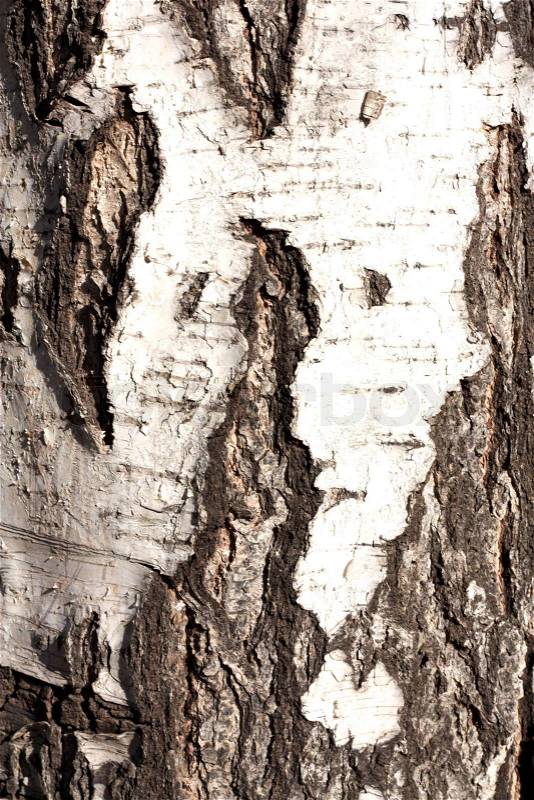 Artistic wooden texture of aged birch tree, stock photo