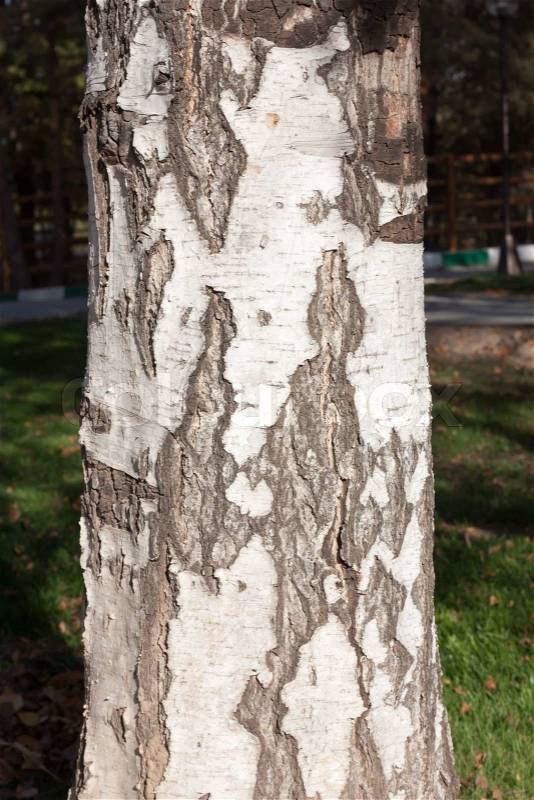 Artistic wooden texture of aged birch tree, stock photo