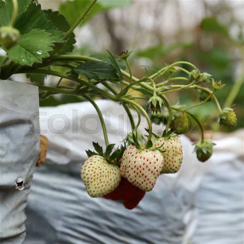 Raw Strawberry on Strawberry Tree on organic plant, stock photo