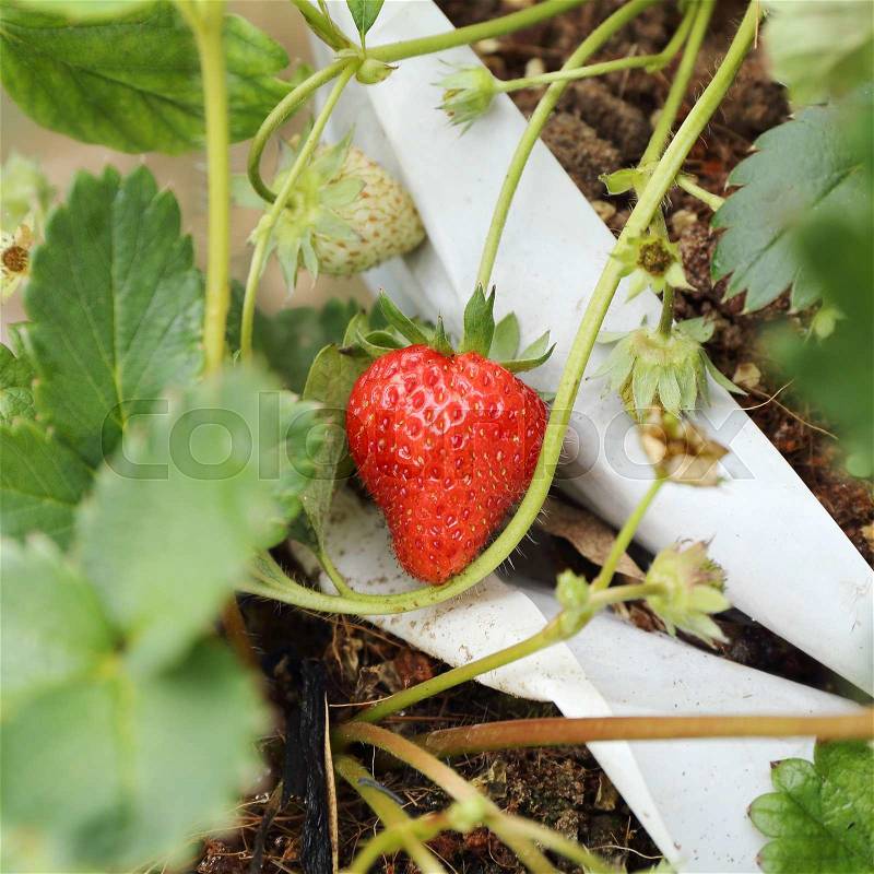 Fresh Strawberry on Strawberry Tree on organic plant, stock photo