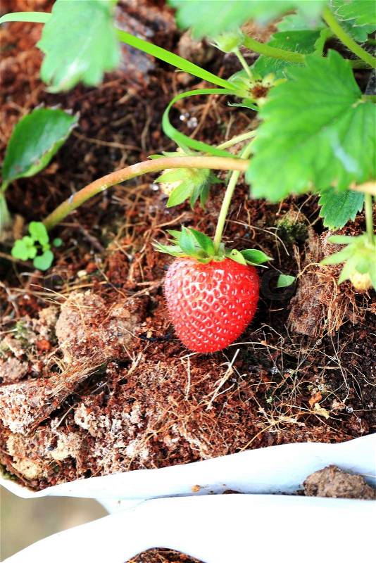 Fresh Strawberry on Strawberry Tree on organic plant, stock photo