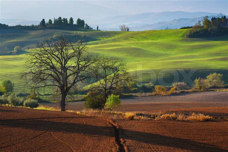Tuscan fields and trees in a beautiful valley, natural outdoor landscape background, stock photo