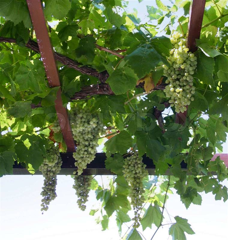 Fresh wine grapes vineyard, stock photo