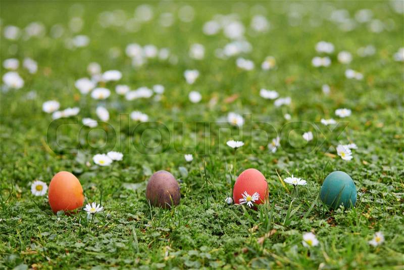 Colorful Easter eggs hidden in the green grass for egg hunt, stock photo