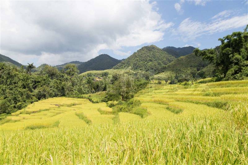 Rice farm on the mountain Agricultural cultivation on the mountain. The mountains and forests, stock photo