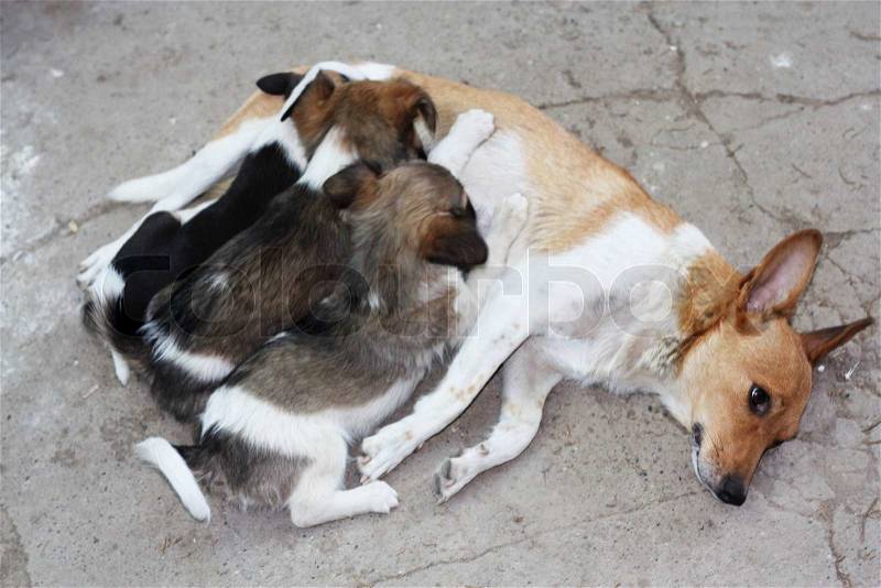 Three puppies suckle tit, stock photo