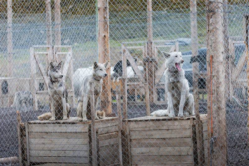Arctic sled dogs in their kennel, North pole, Svalbard , stock photo