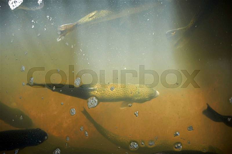 Freshwater trout floating in water with sun rays, stock photo