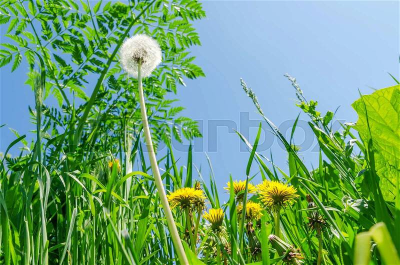 White and yellow dandelions on green grass. soft focus, stock photo