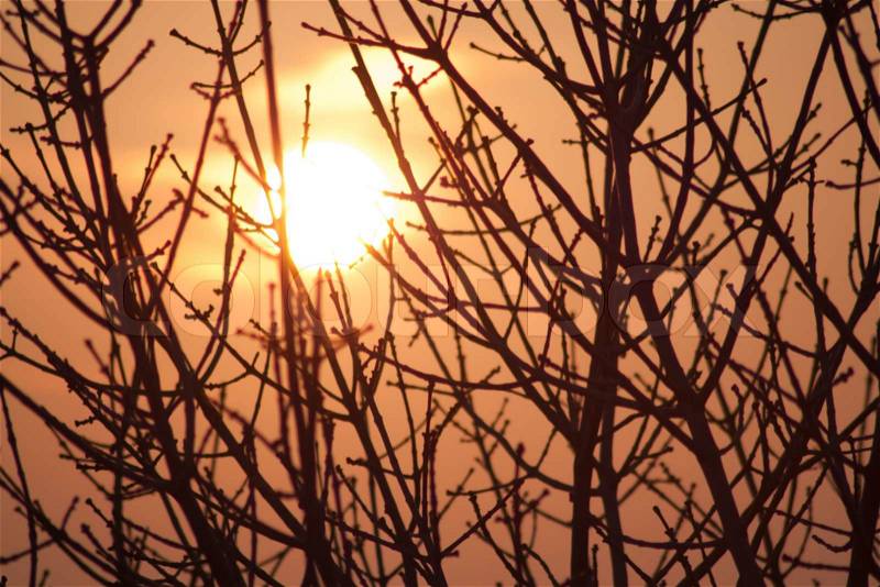 Silhouette of a willow tree with the sun behind the tree, stock photo