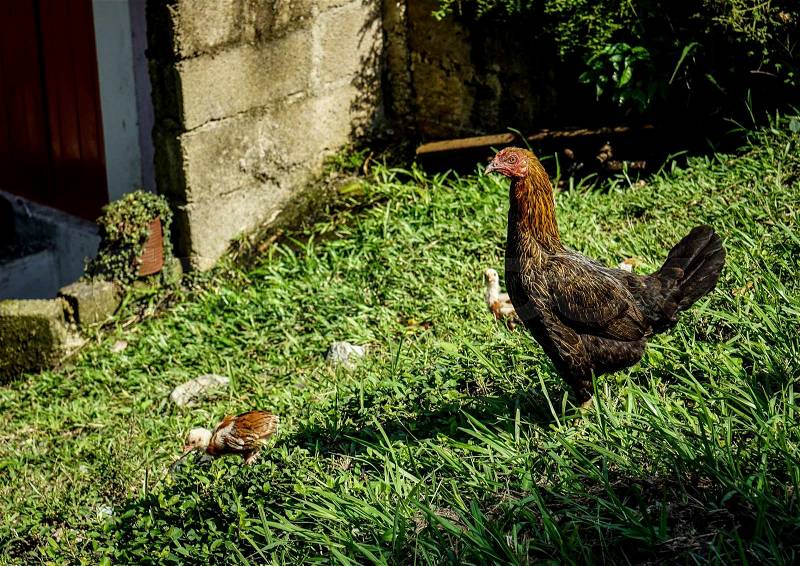 Hen and Chicken walking in the green grass, stock photo