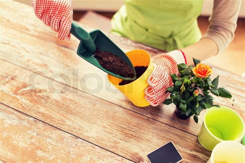 People, gardening, flower planting and profession concept - close up of woman or gardener hands planting roses to flower pot at home, stock photo