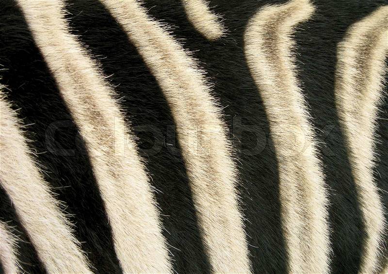 Close-up black and white stripes of a zebra, stock photo