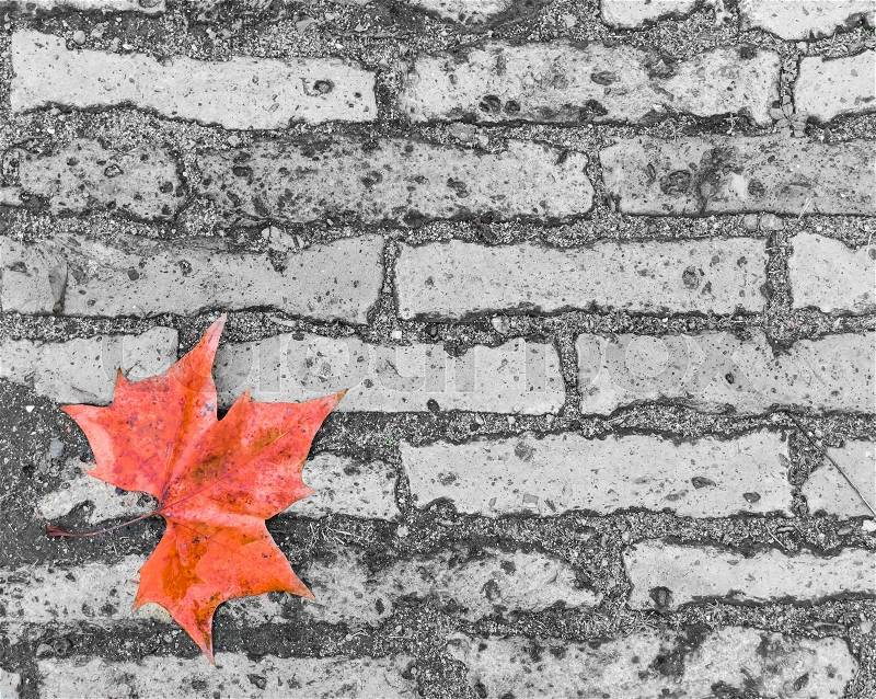A maple leaf on brick floor use as background, stock photo