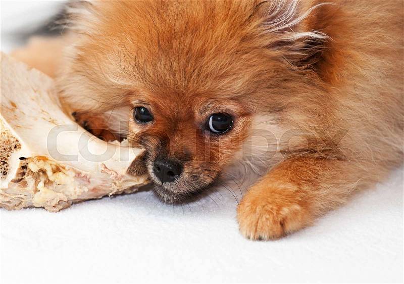 Pomeranian spitz-dog. The dog gnaws a bone, stock photo