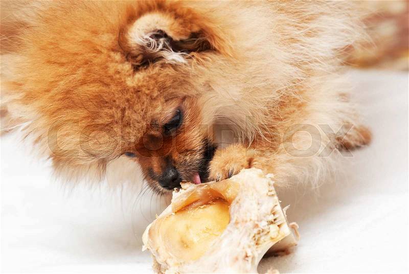 Pomeranian spitz-dog. The dog gnaws a bone, stock photo
