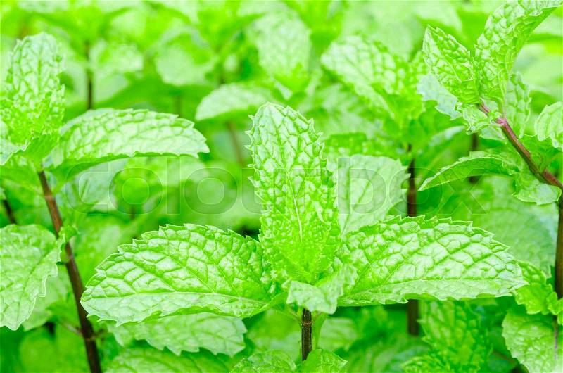 Green mint plants grow in vegetable garden, stock photo