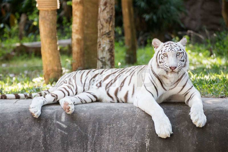 The white tiger resting on the floor, stock photo