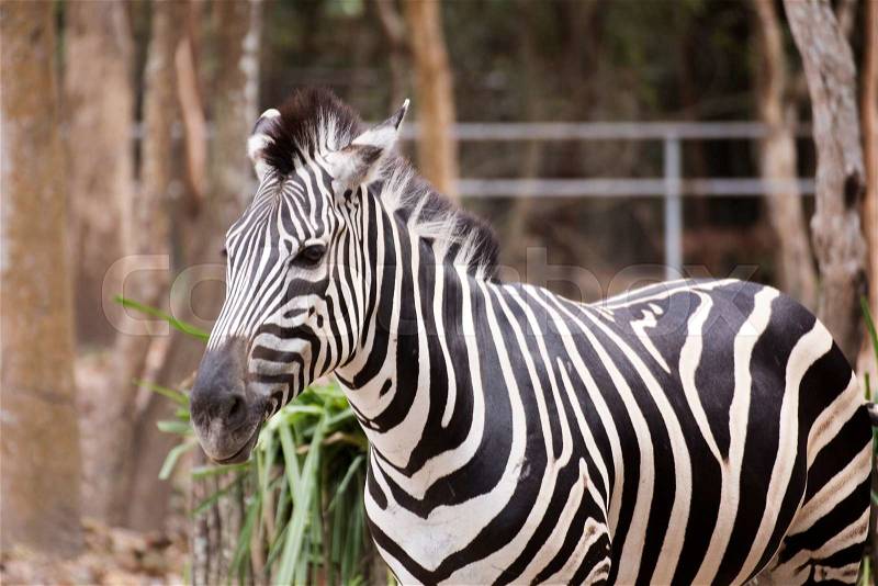 Zebra standing on the forest in Zoo, stock photo