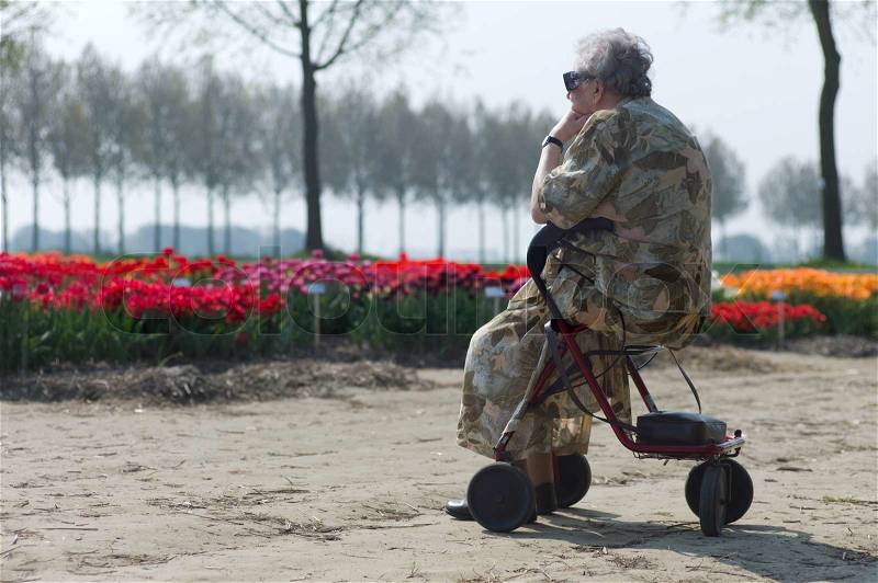 Old woman sitting on a walker frame looking at a tulip field, stock photo
