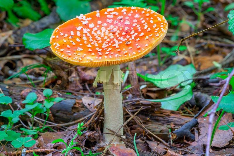 Amanita dangerous mushroom in the forest close-up, stock photo