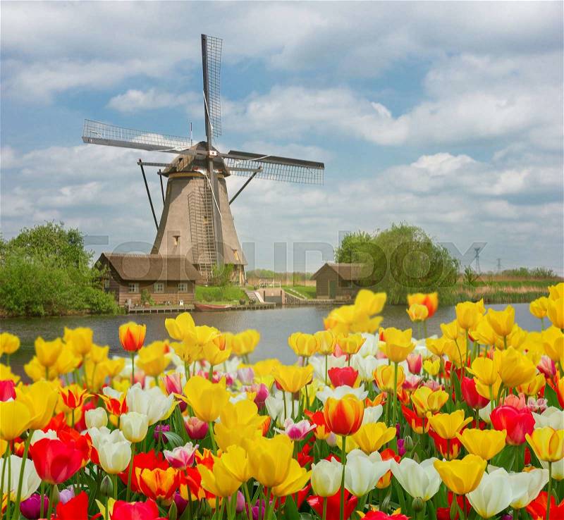 Dutch windmill over colorful tulips field , Holland, stock photo