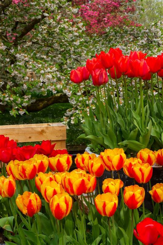 Colorful spring tulip flowers in holland park Keukenhof, Netherlands, stock photo