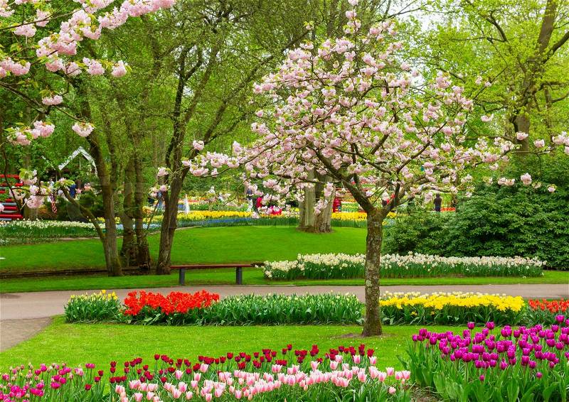 Blooming spring tree with tulips in holland park Keukenhof, Netherlands, stock photo
