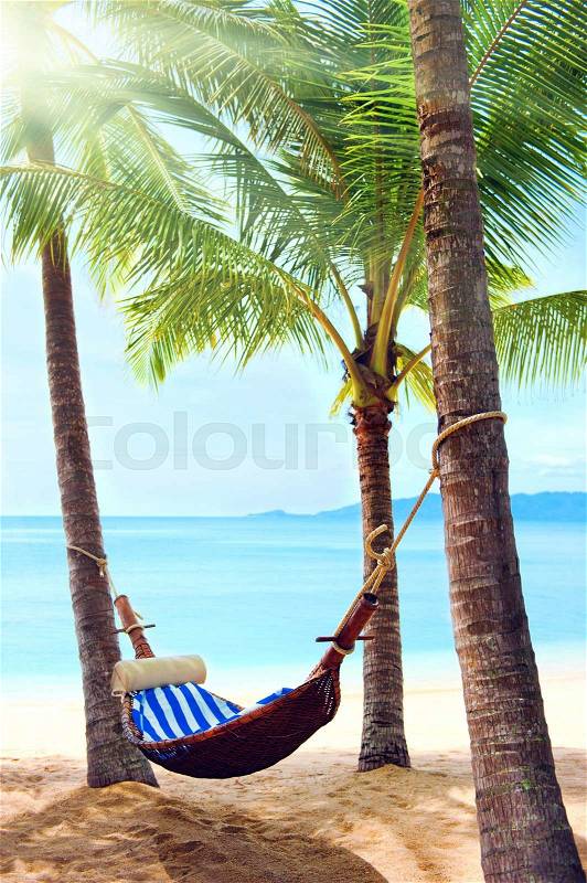 Holidays. Empty hammock between palm trees, stock photo