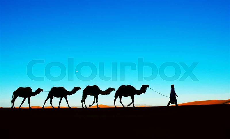 Camel caravan on the Sahara deser, stock photo
