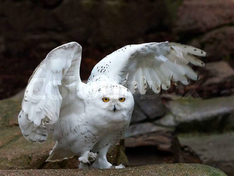 Snowy owl sitting on a rock with open wings, stock photo