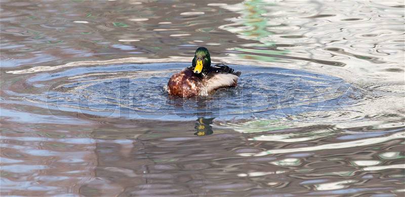 Duck in the lake in nature, stock photo