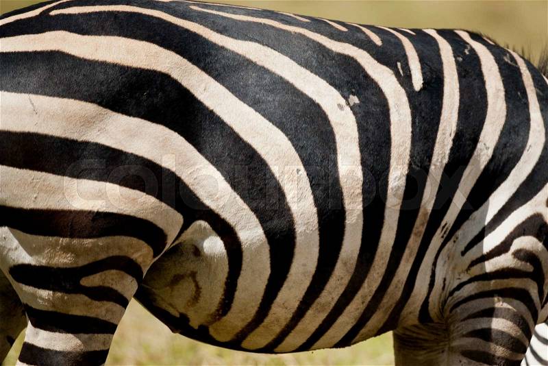 Black and white stripes, the texture of a zebra, stock photo