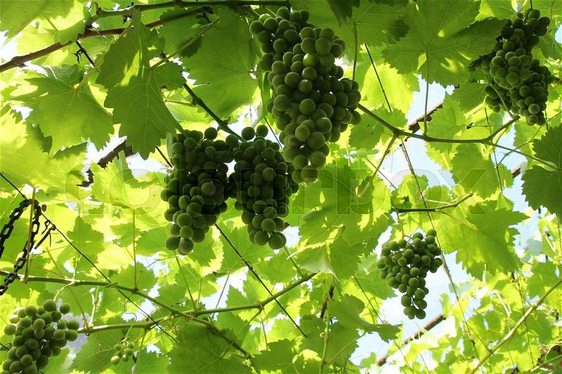 Leaves and bunches of green grapes hanging on the vine in the hot greenhouse of the farmer in spring, stock photo