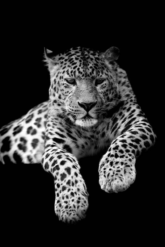 Leopard on dark background. Black and white image, stock photo