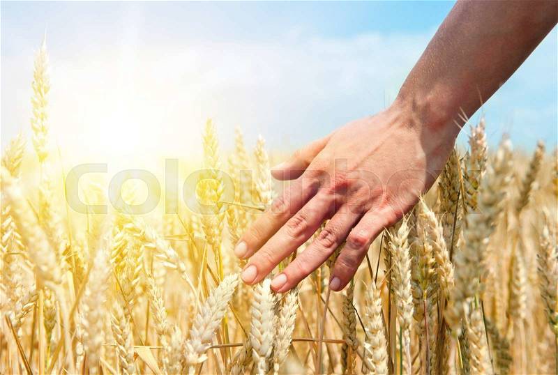 Wheat ears in the hand. Harvest concept, stock photo