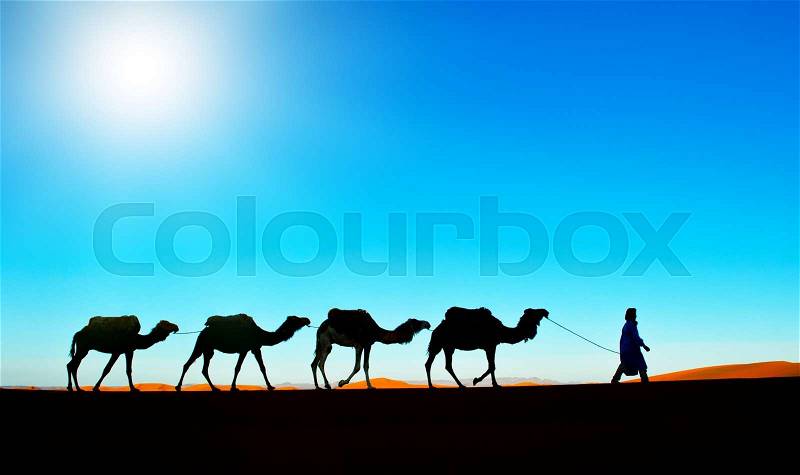 Camel caravan on Morocco Sahara desert, stock photo
