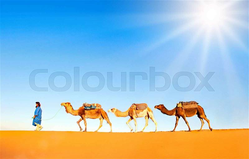 Camel caravan on the Sahara desert. Morocco Sahara desert, stock photo