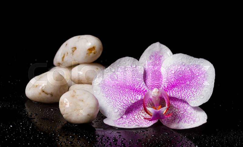 Pink orchid with white zen stones and water drops on a black background, stock photo