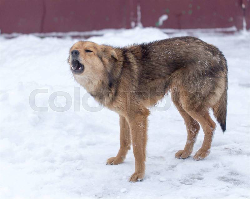 Dog barking outdoors in winter, stock photo
