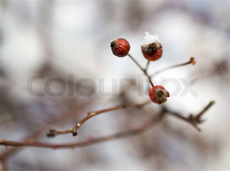 Snow on the wild rose winter, stock photo