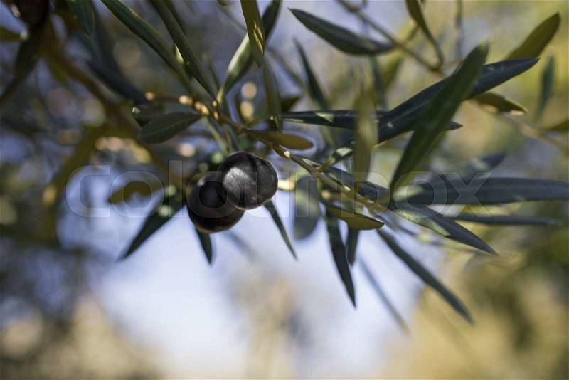 Atmospheric image of a Olive tree with black Olives hanging from the branches set in low sun showing bokeh, stock photo