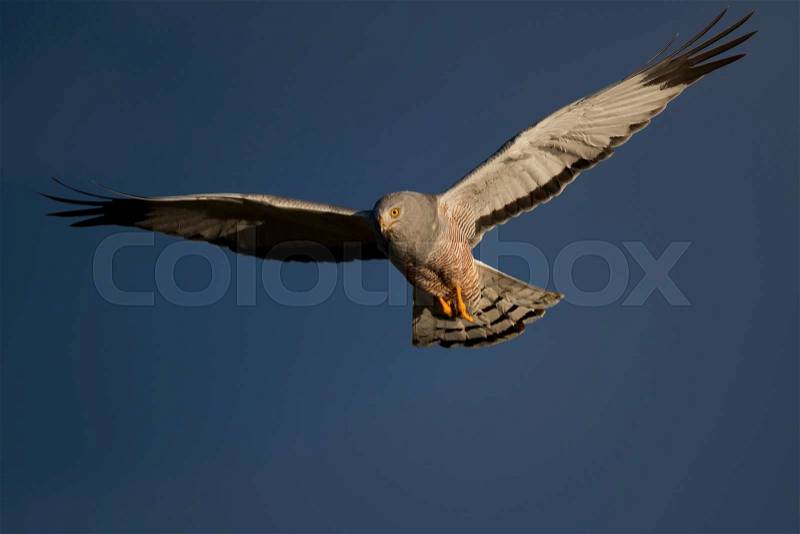 Male cinereous harrier flying in the blue sky, over the Laguna Nimez in Patagonia, Argentina, stock photo
