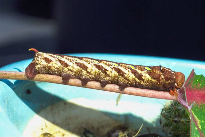 Close up brown caterpillar eating green leaf, stock photo