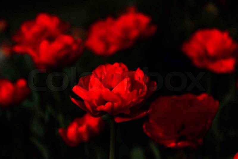 Red spring single tulip with petals and shadows, in focus, photo, stock photo
