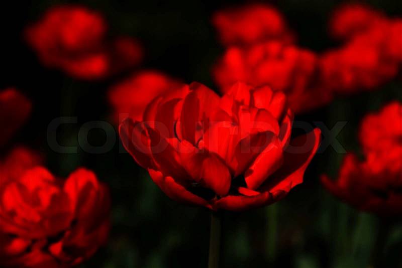 Red spring single tulip with petals and shadows in focus, photo, stock photo
