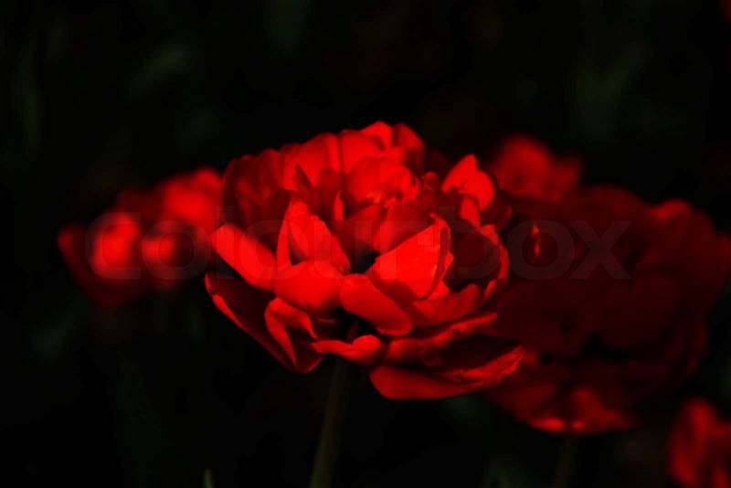 Spring single tulip with red petals and shadows, in focus, photo, stock photo